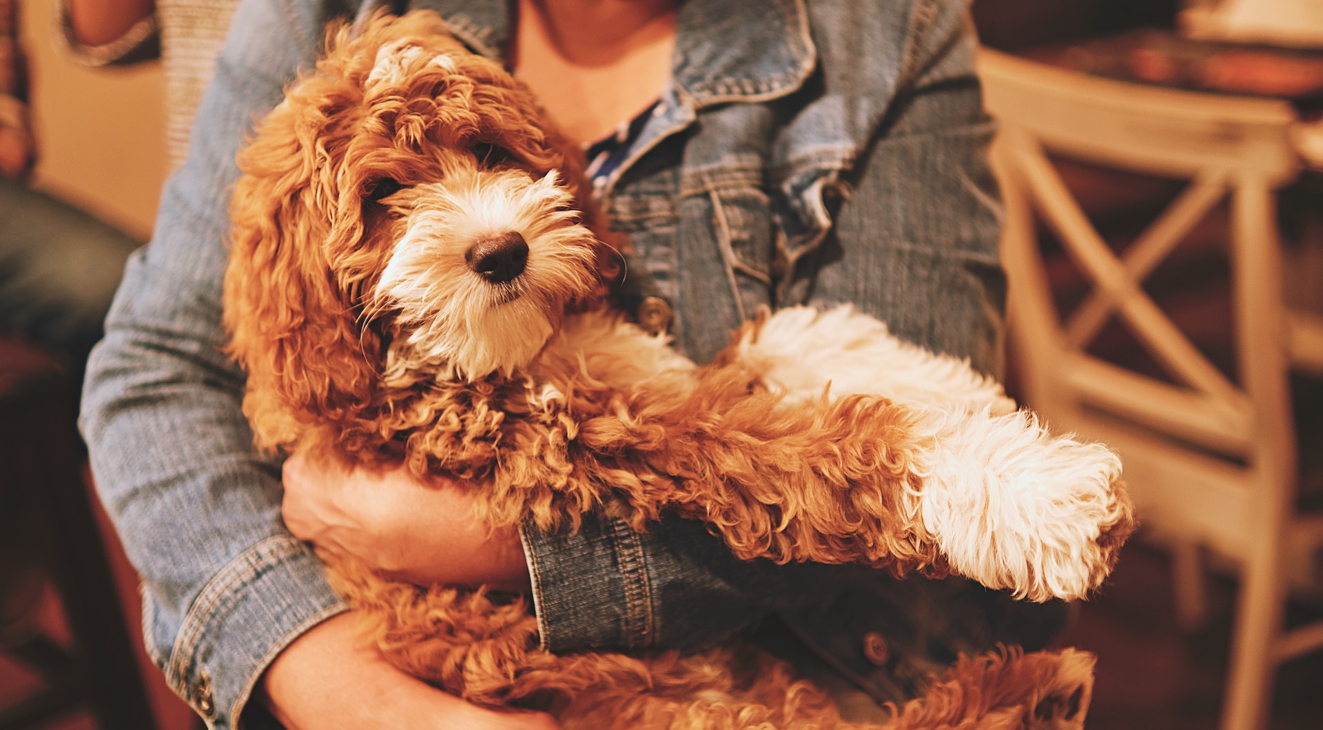 Best Dog Food for Goldendoodles