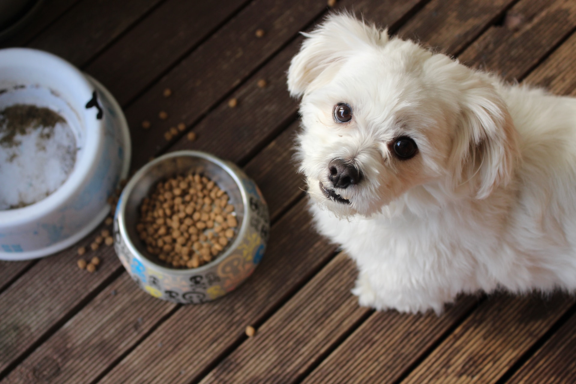 Best Healthy Dog Food