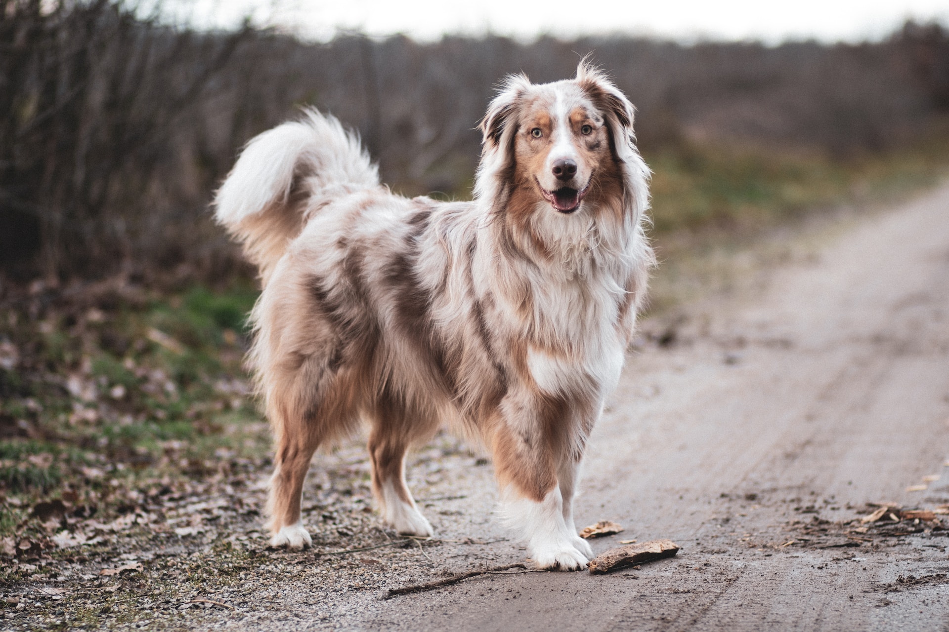 best dog food for australian shepherd