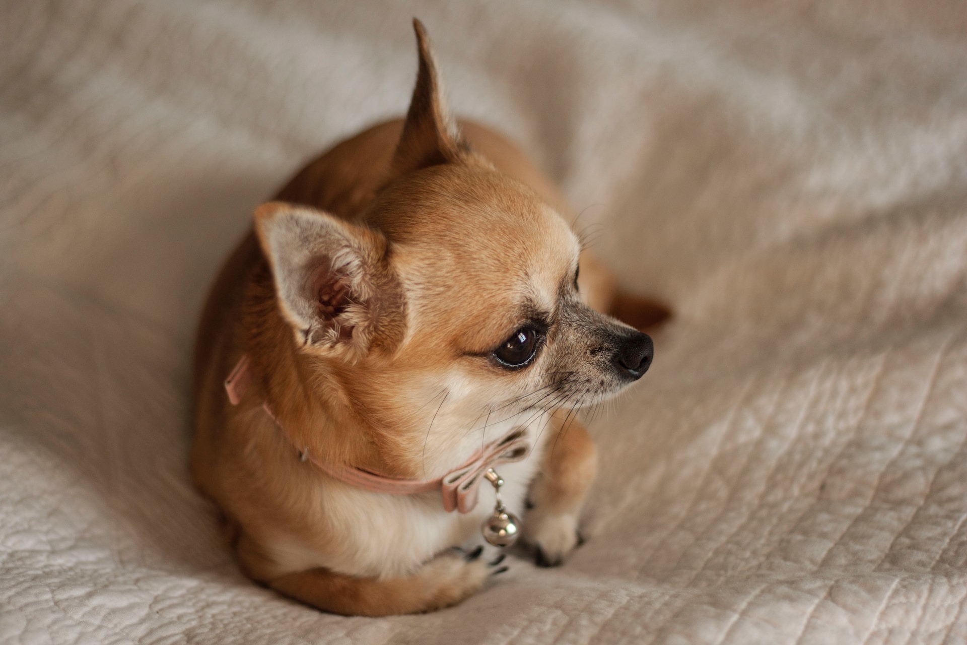 Best Dog Food For Chihuahua