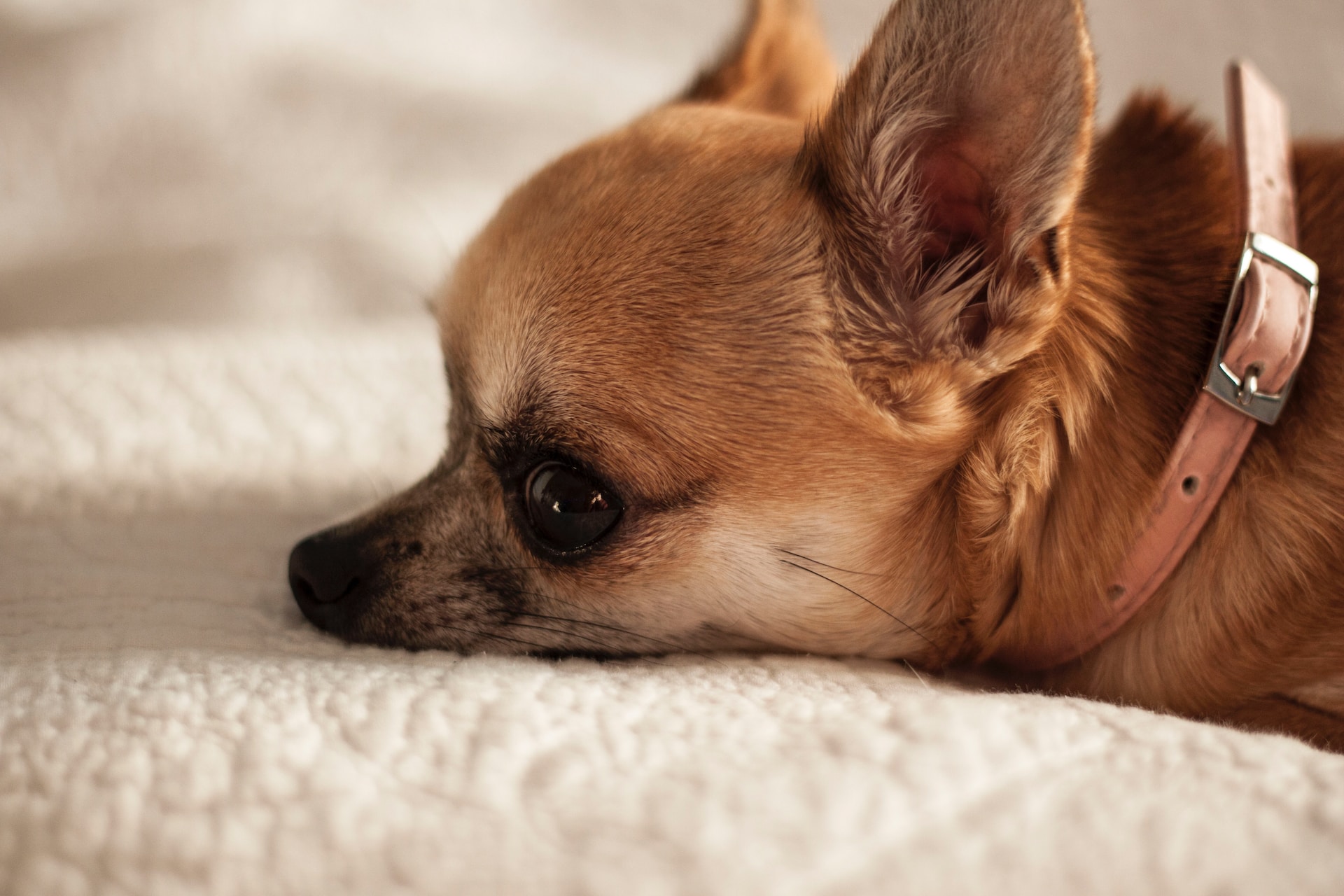 Best Puppy Food For Chihuahua