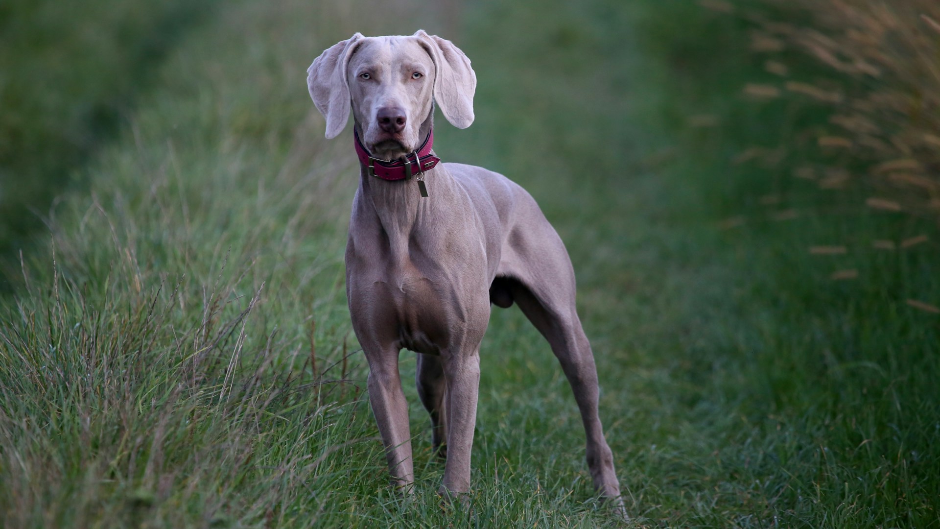 Best Dog Food for Great Danes