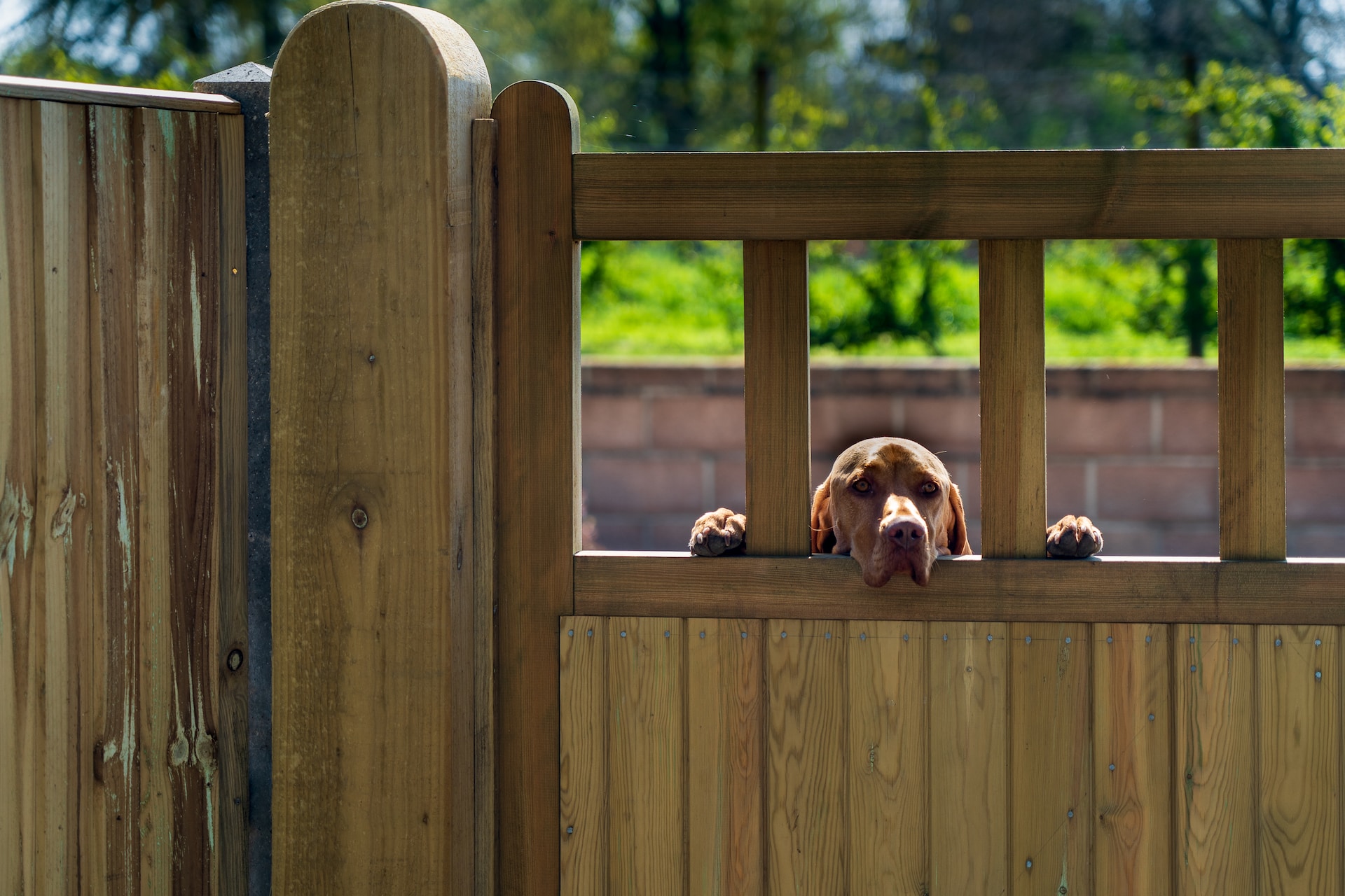 Best Dog Gates