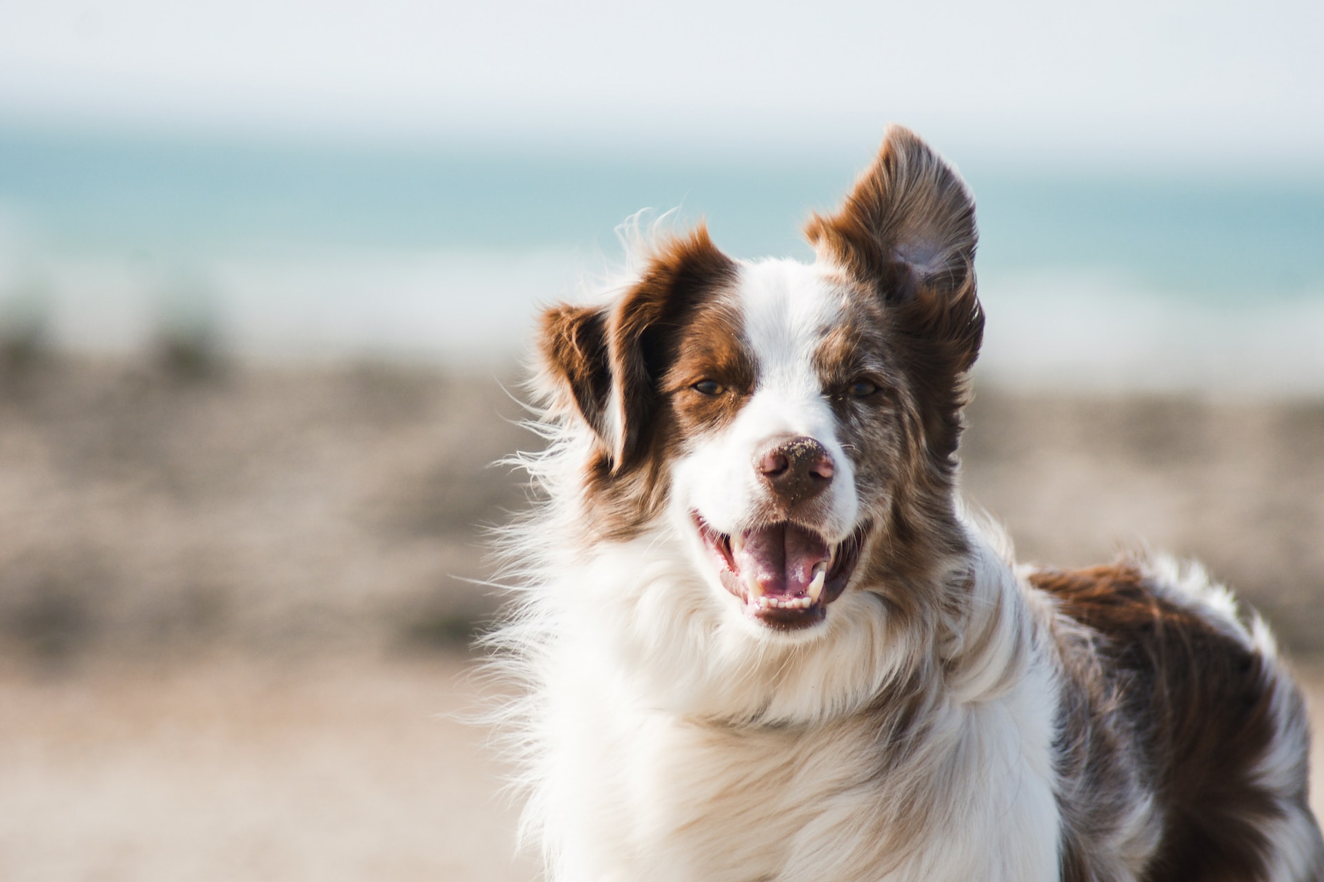 best automatic dog feeder