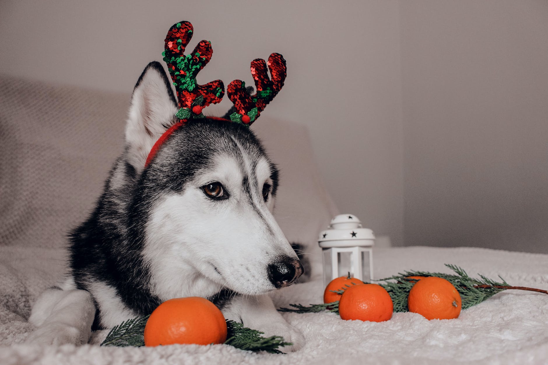 Best Dog Bed For Husky