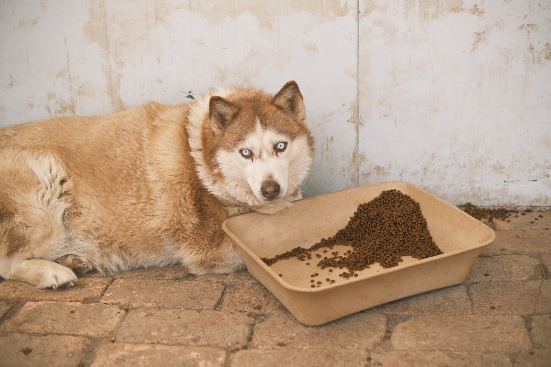 Good food outlet for husky puppy