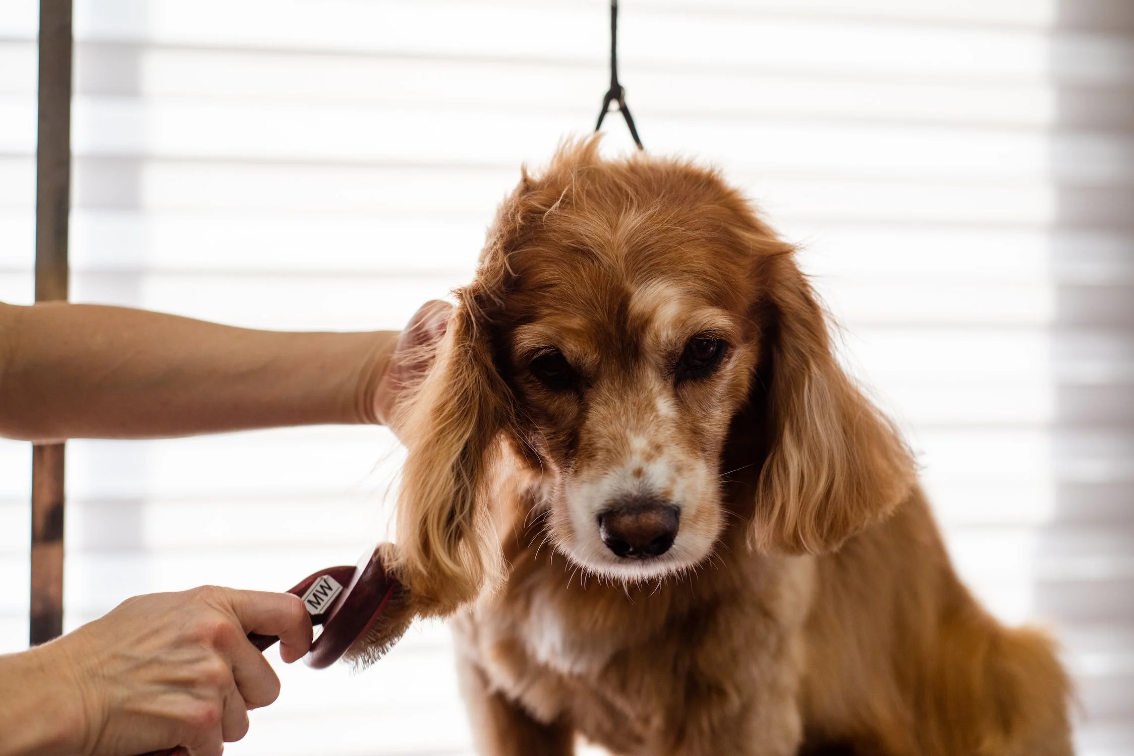 Best brush for outlet cocker spaniel