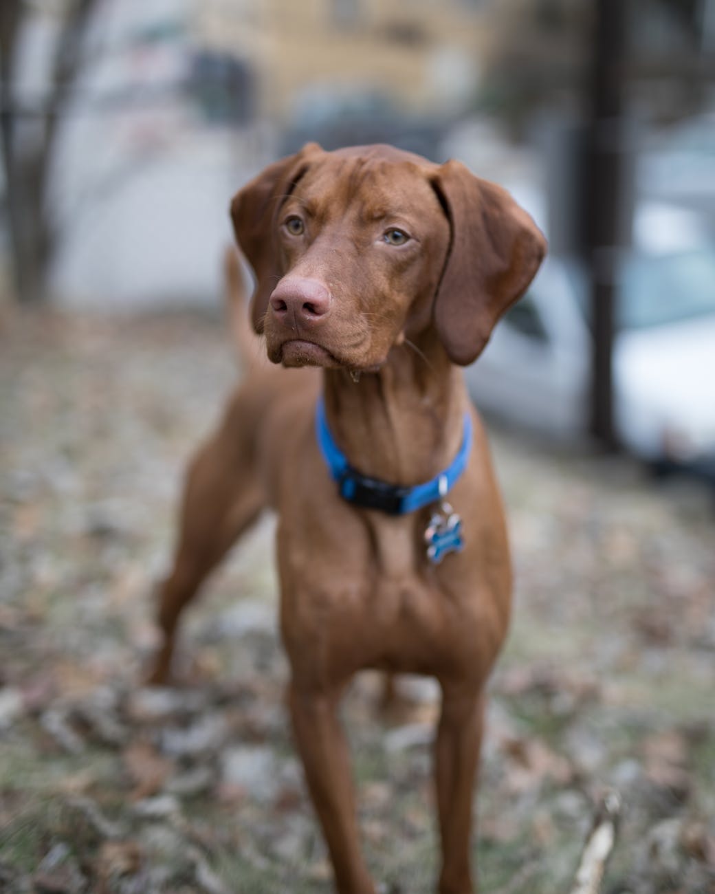 Best Collar For Golden Retriever