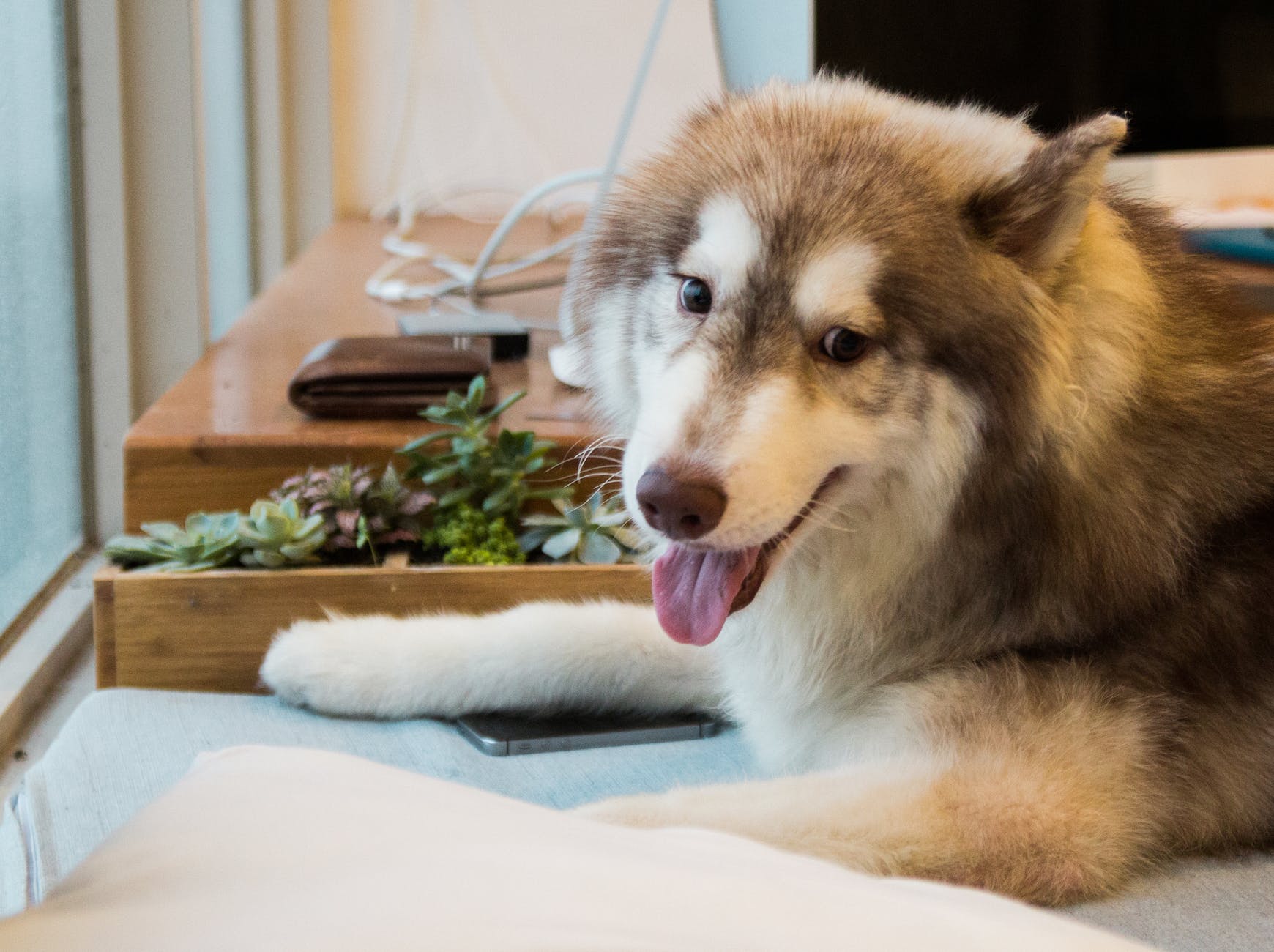 adultybrown and white siberian husky