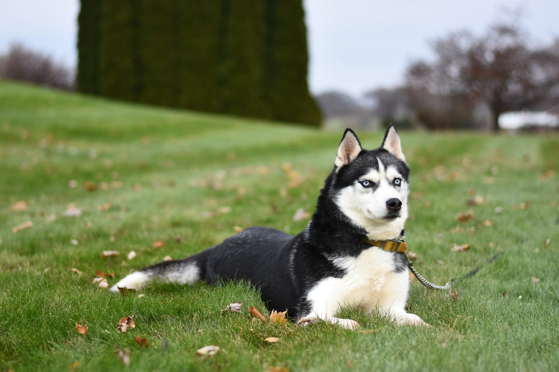 Best Collar For Husky