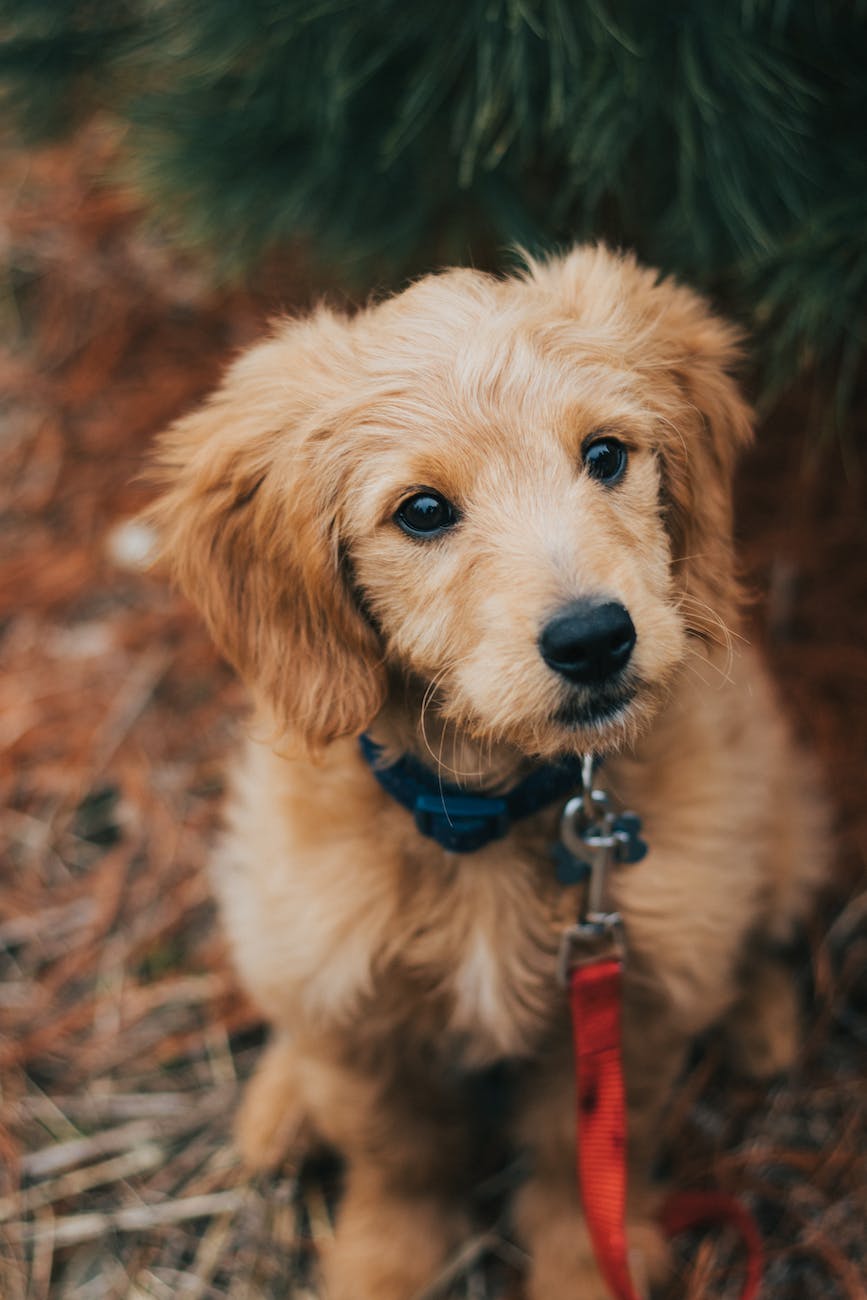 Best Harness For Golden Retriever