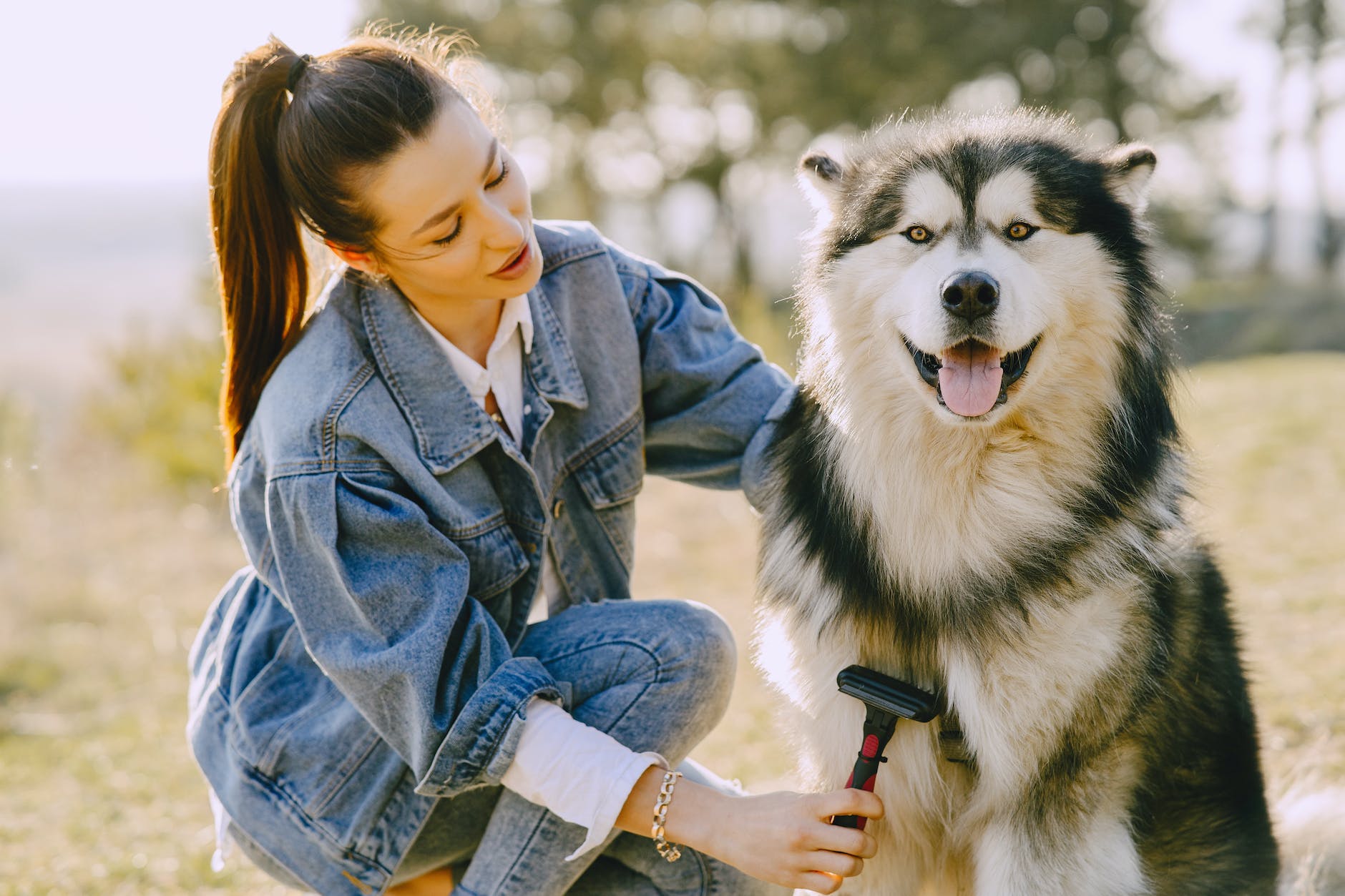 Best Brush For Husky