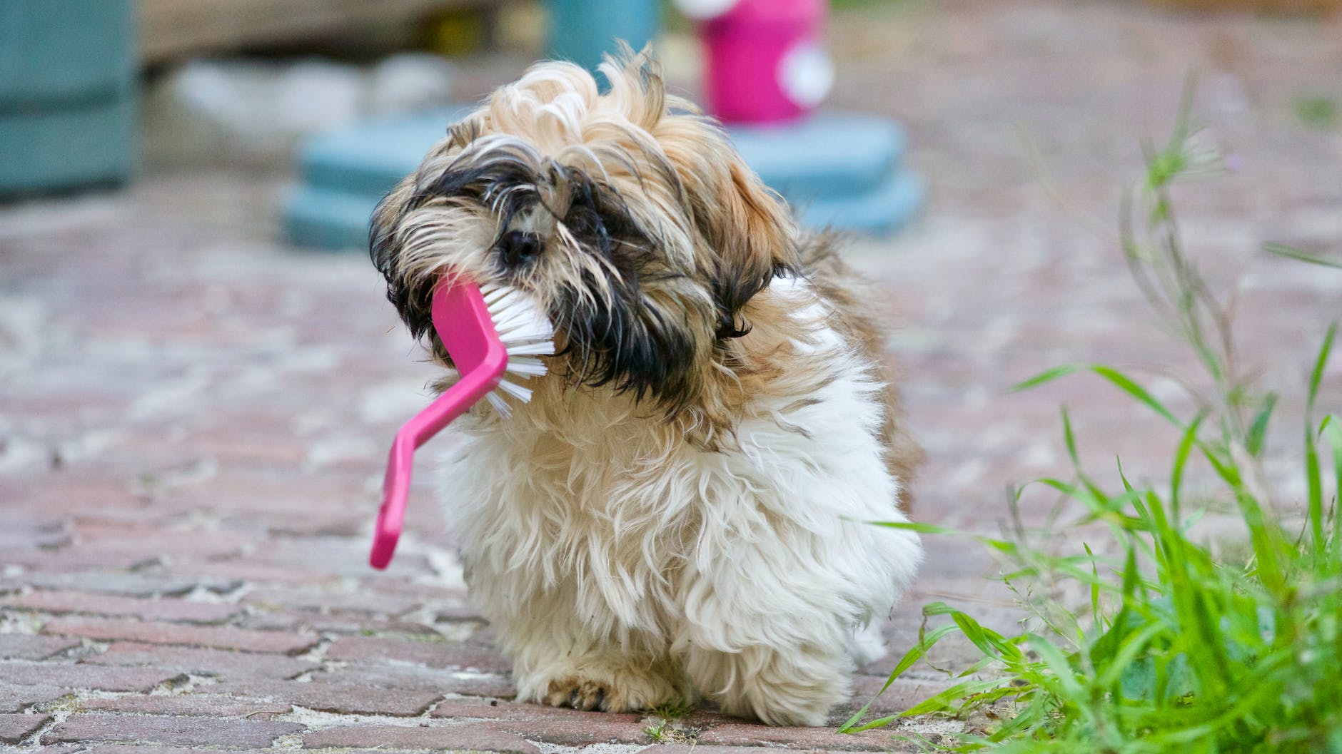 Best Poodle Brush