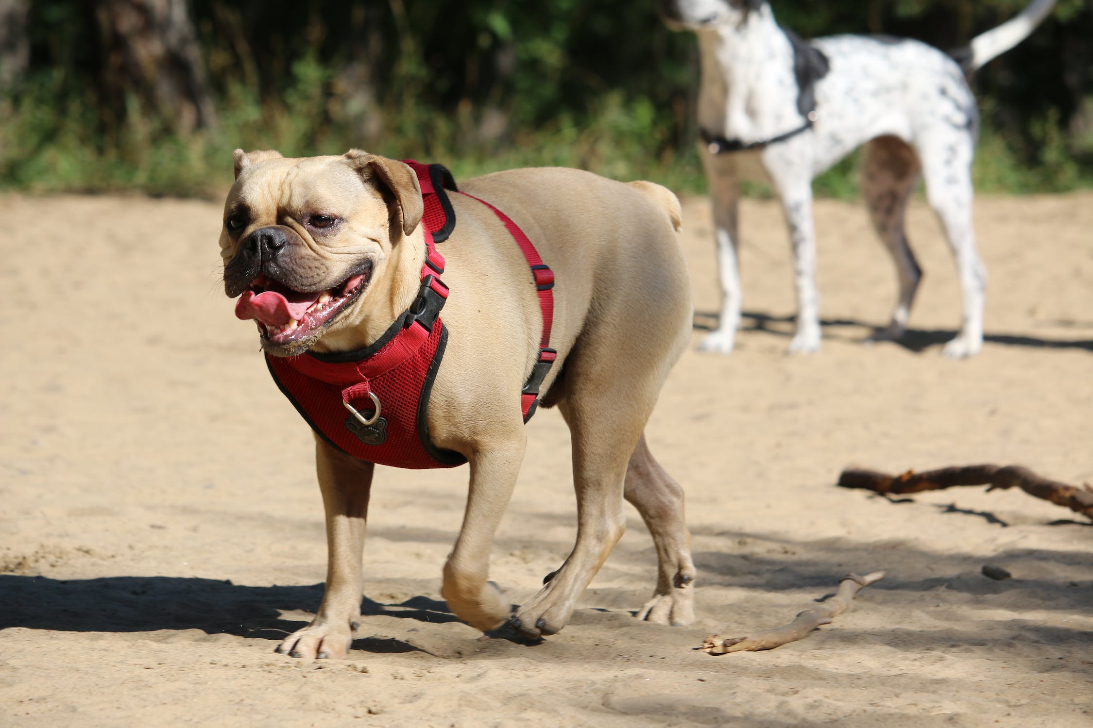 Best Harnesses For English Bulldogs