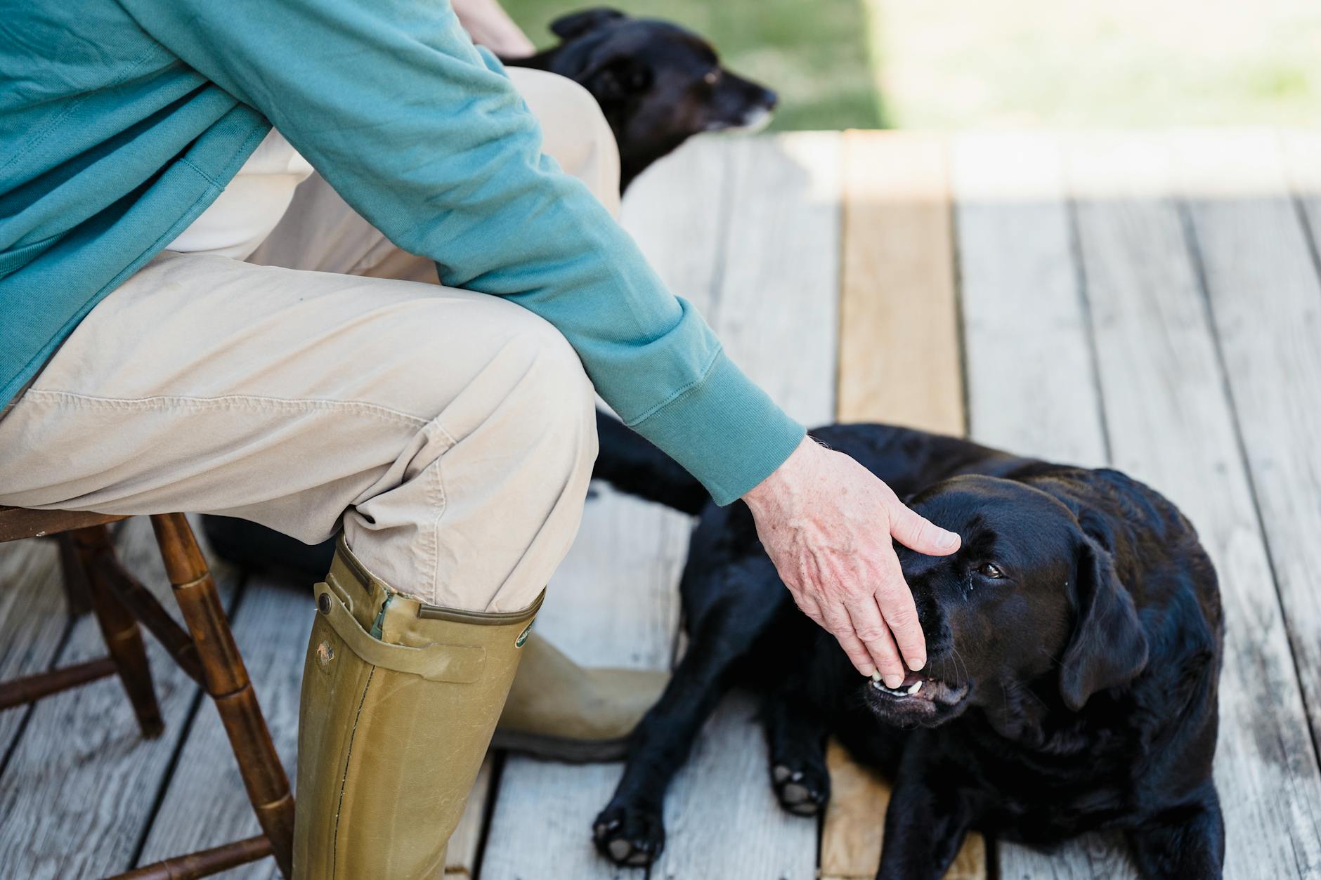 Best Treats For Golden Retriever Puppies