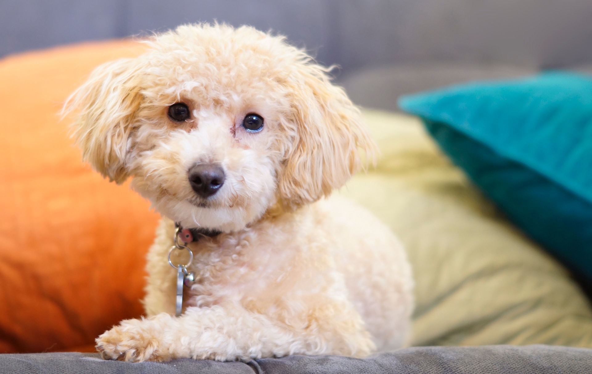 Food for clearance poodle puppy