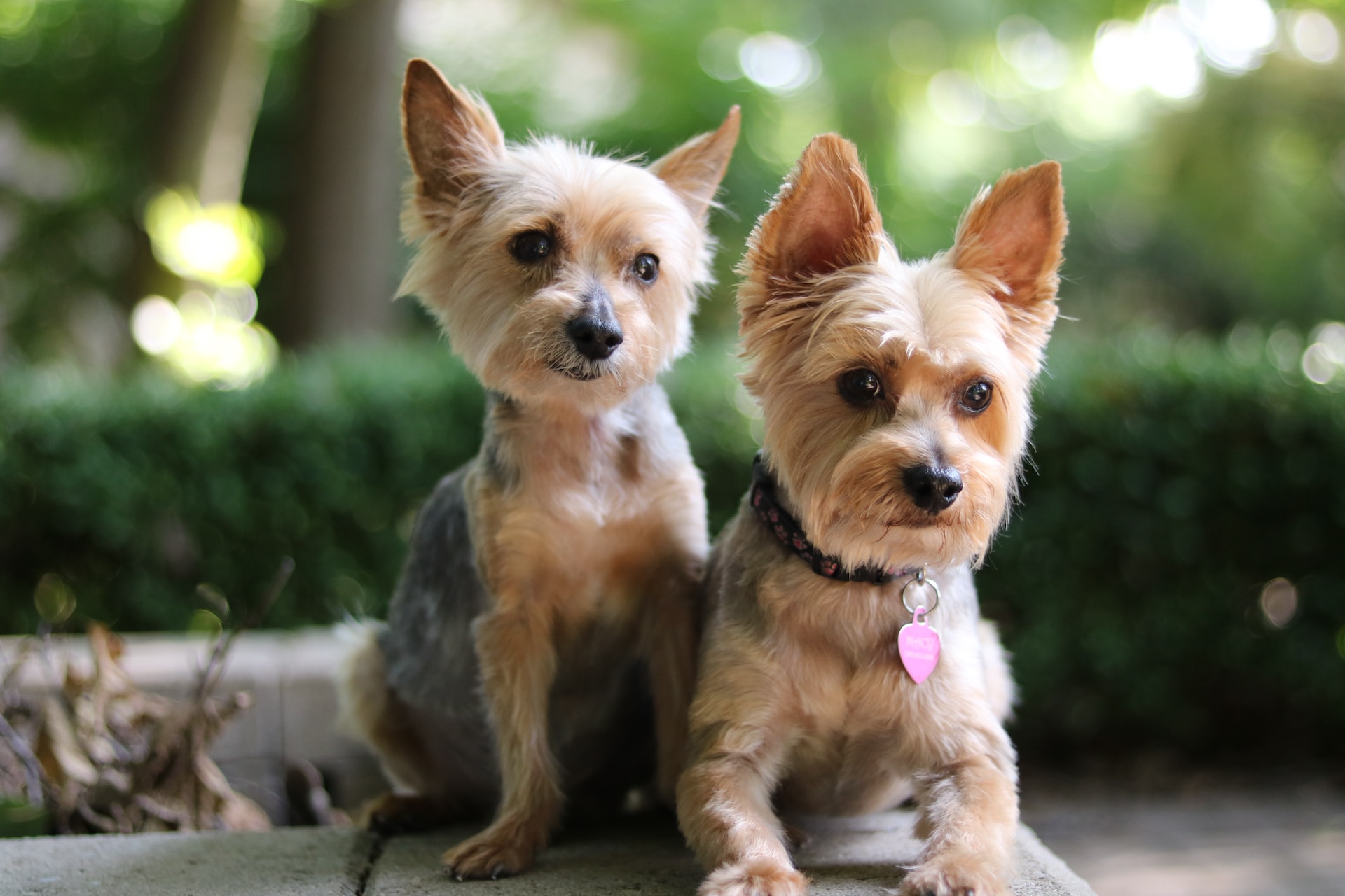 best dog food for yorkies