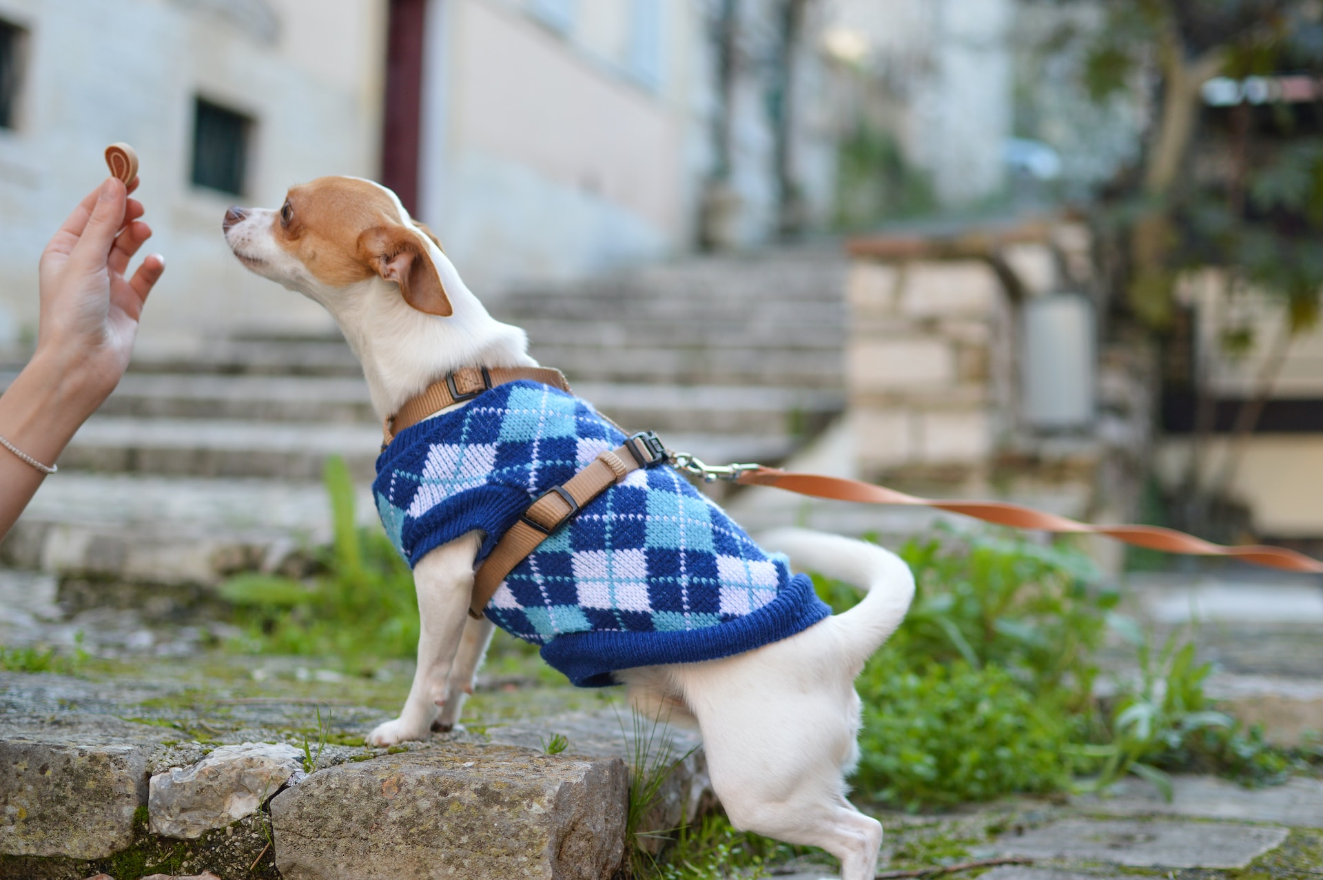 best dog slow feeder