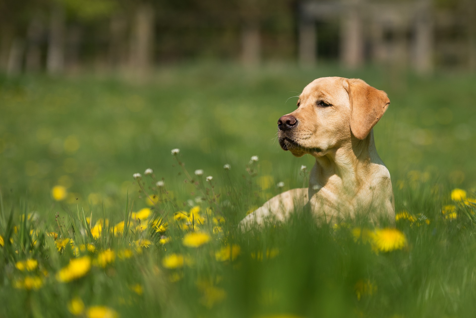 Best Dry Dog Food for Sensitive Stomach