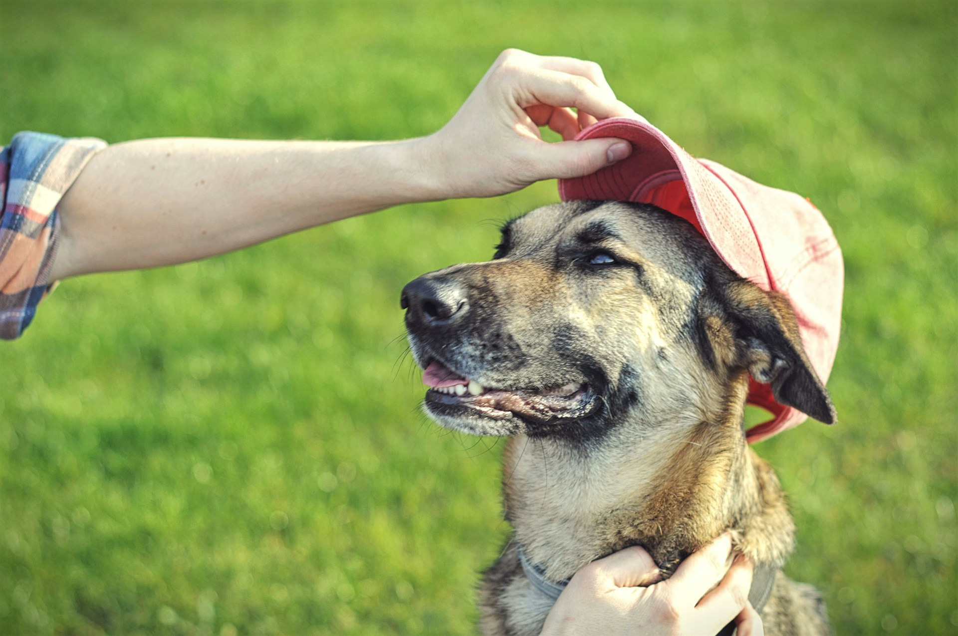 Best Dog Hats