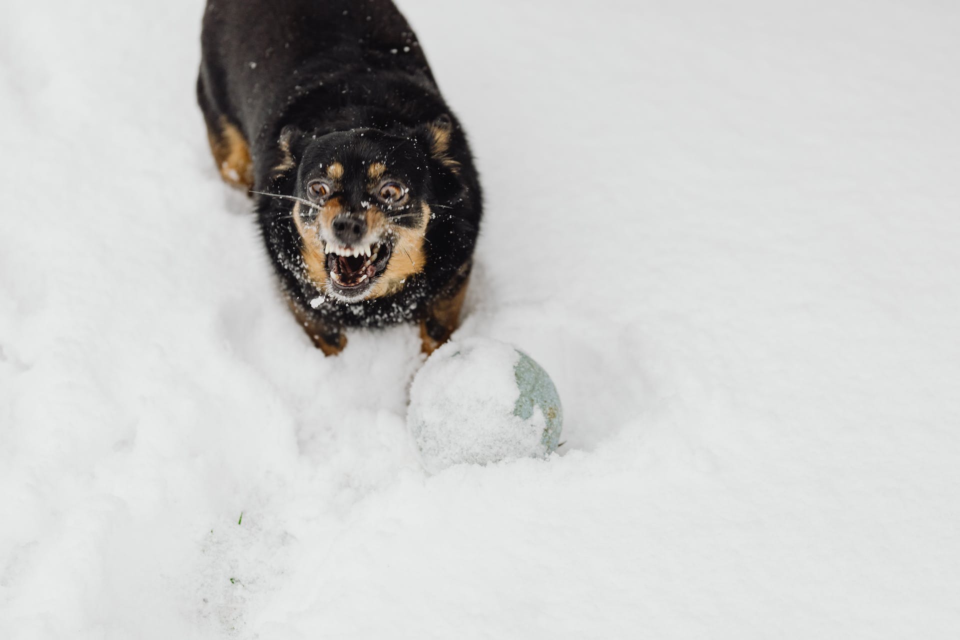 best bark control devices