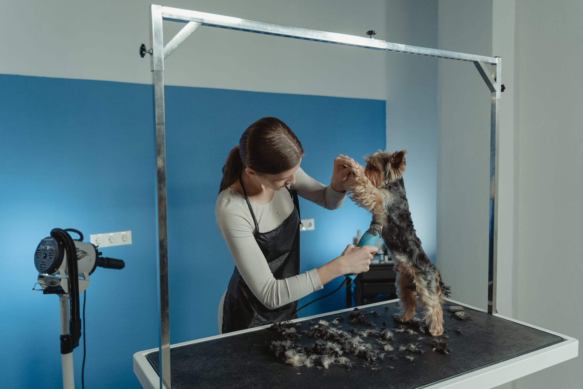 best dog grooming table