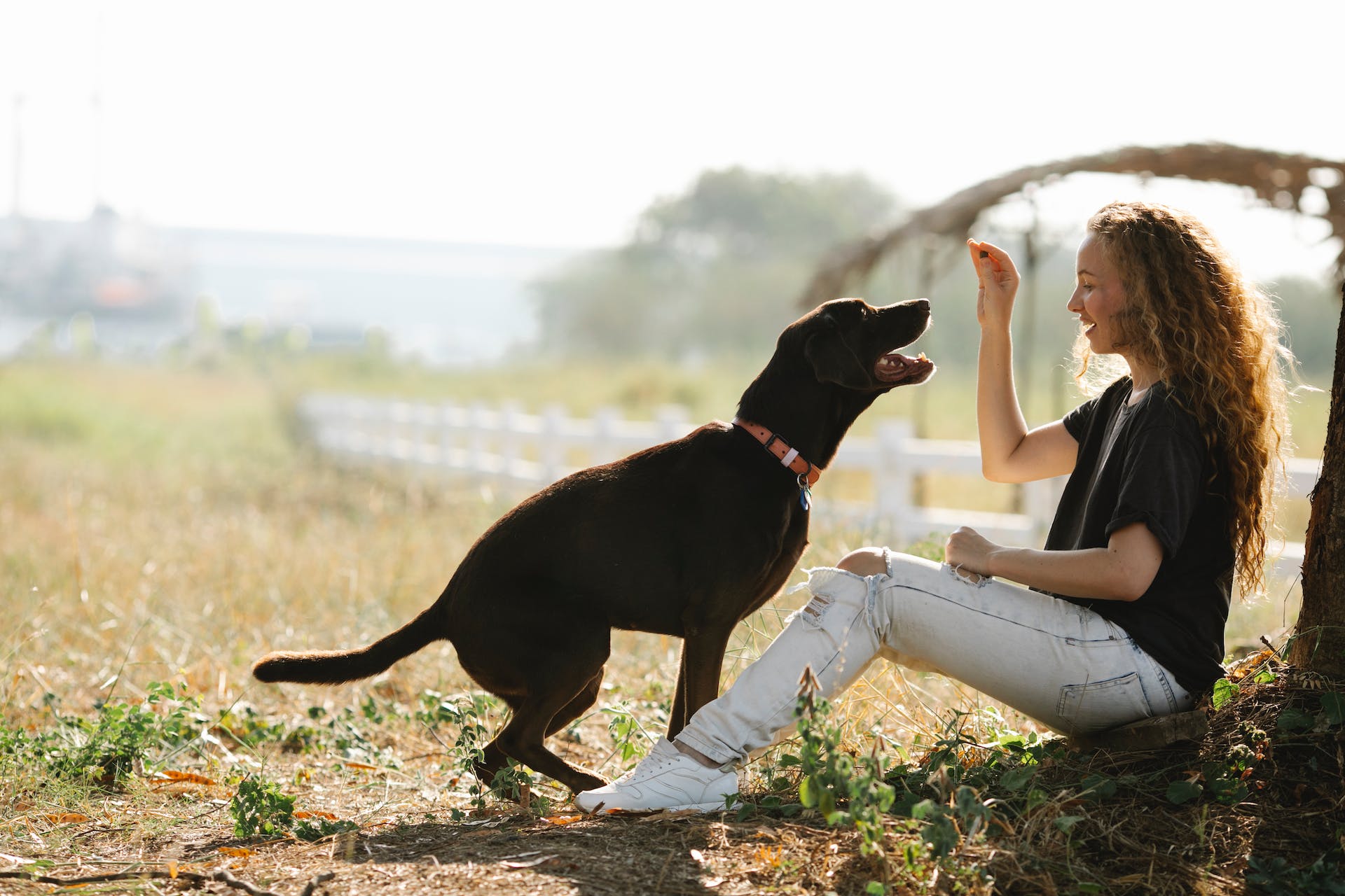 best dog jerky treats