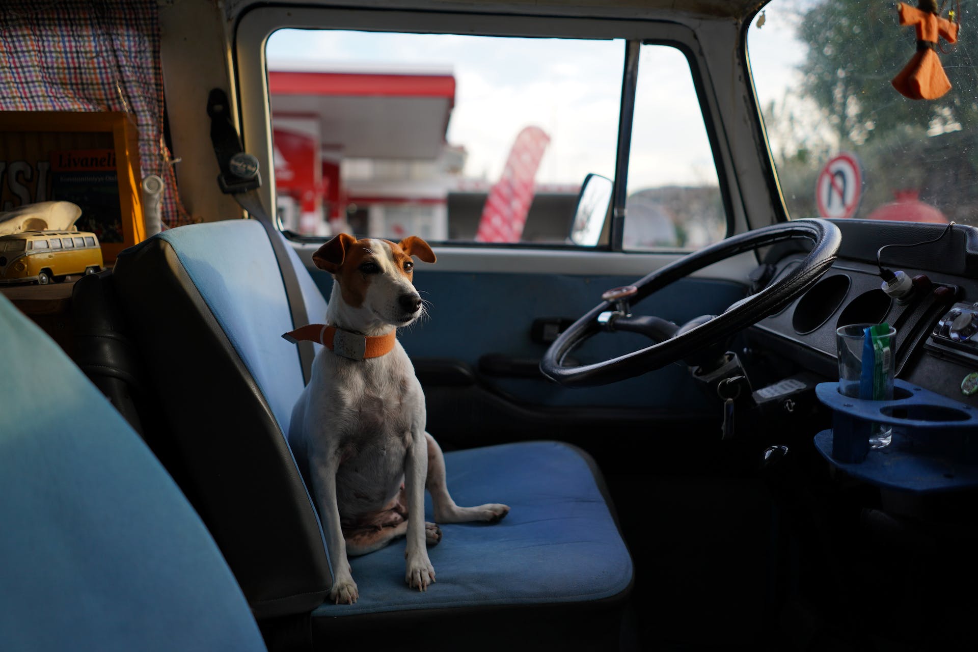 best dog seat belt