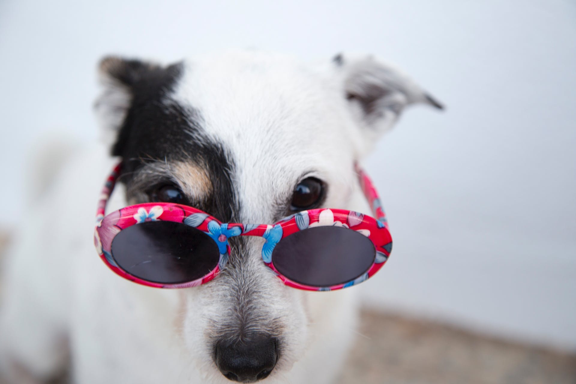 best dog sunglasses