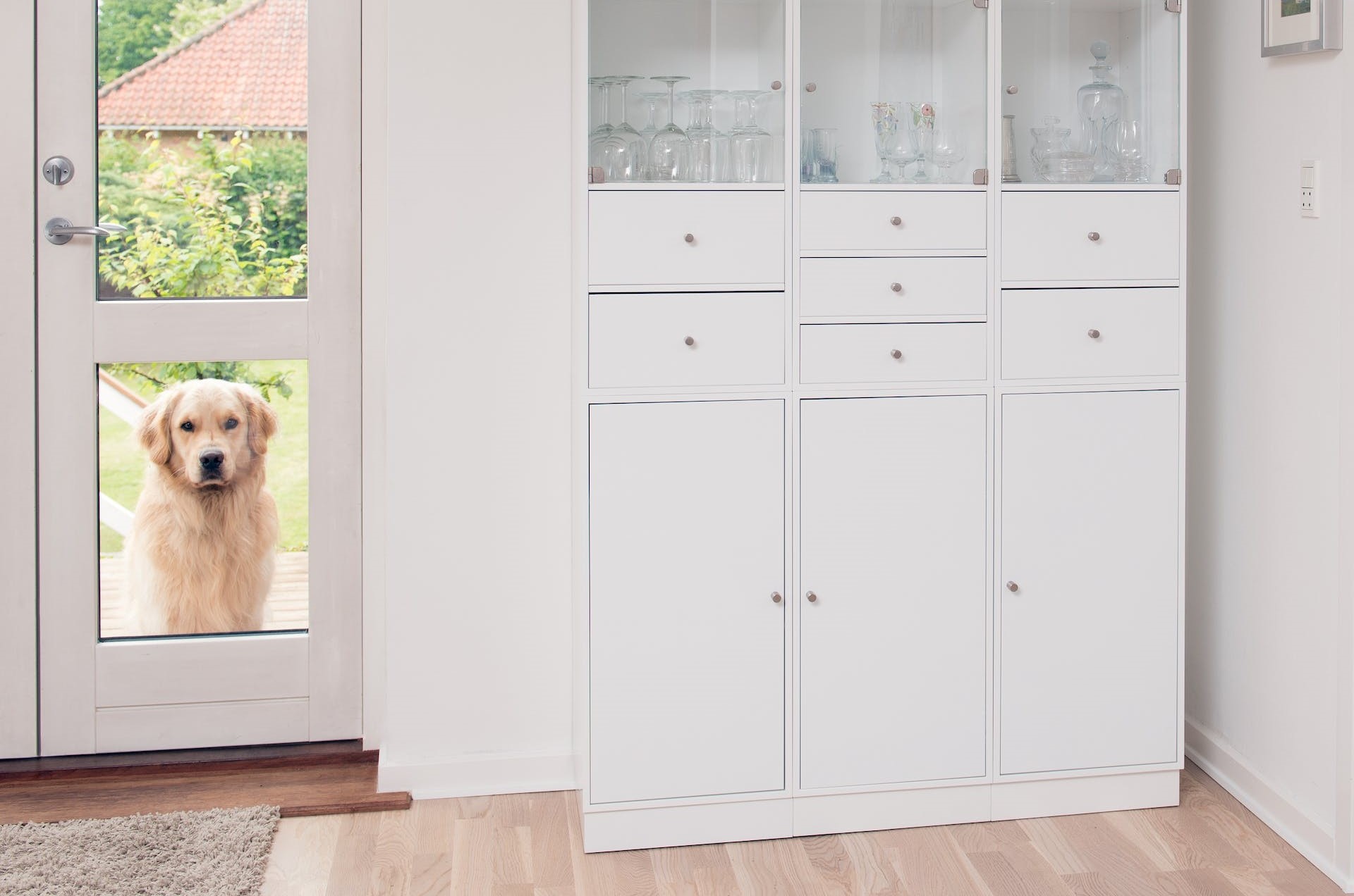 best electronic dog doors