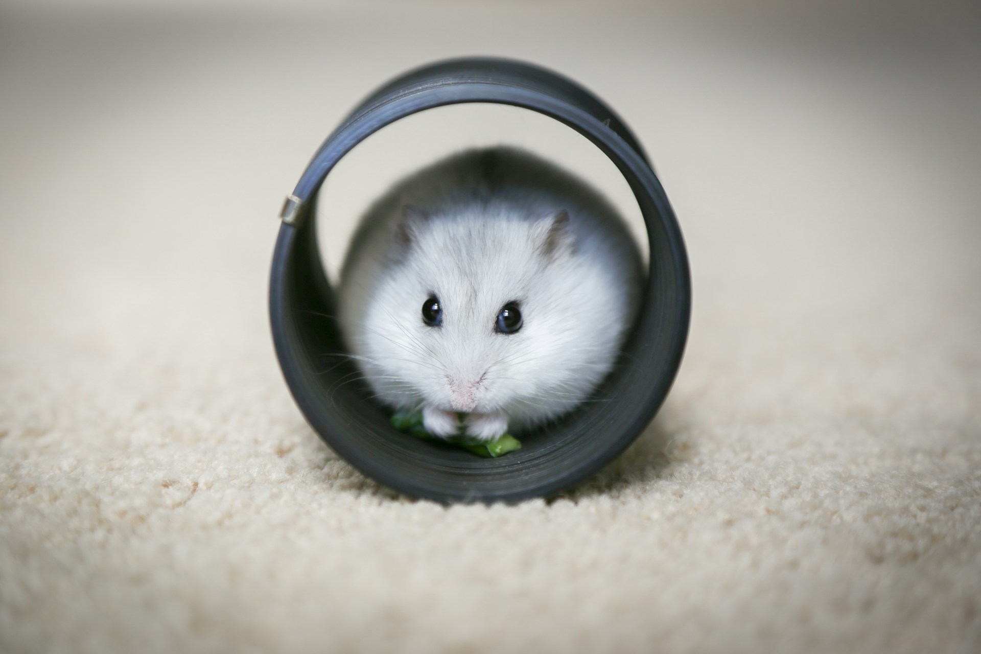 best hamster toys