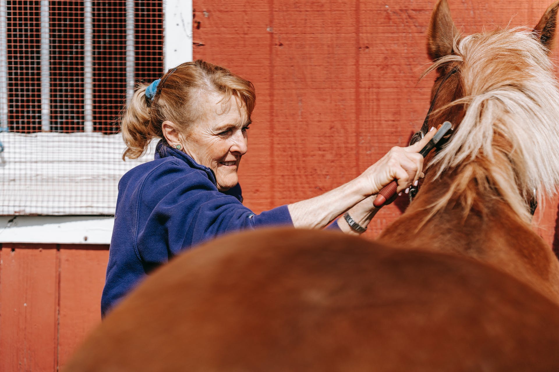 best horse brushes