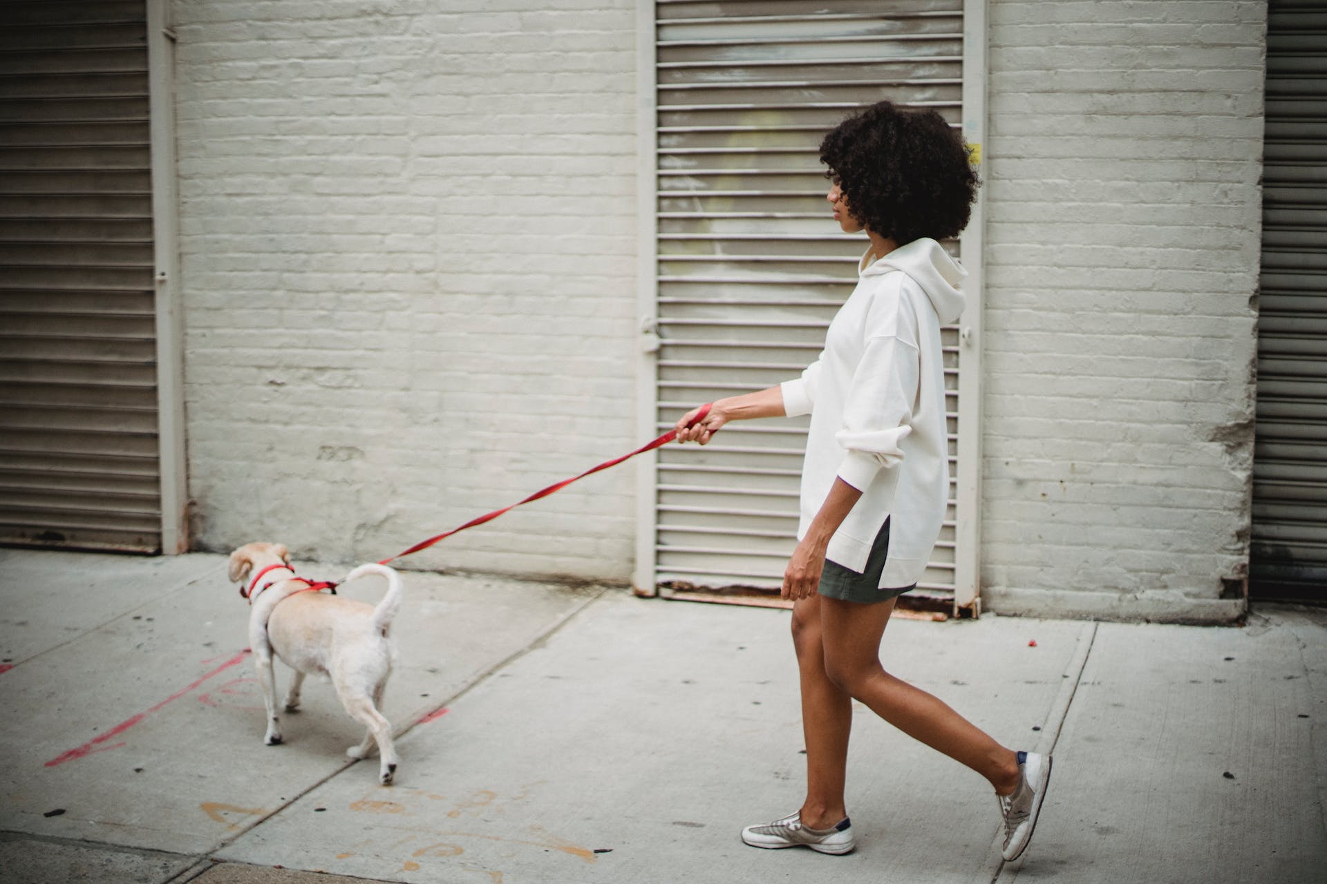 best puppy leashes