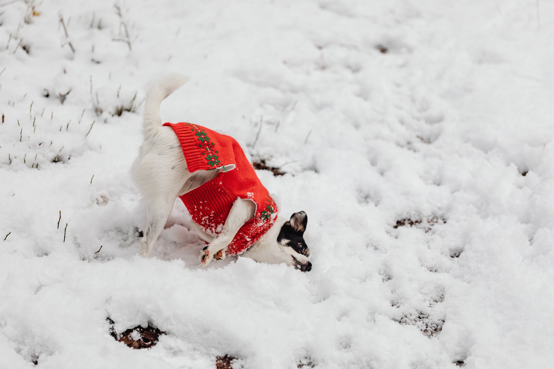 best sweater for dogs