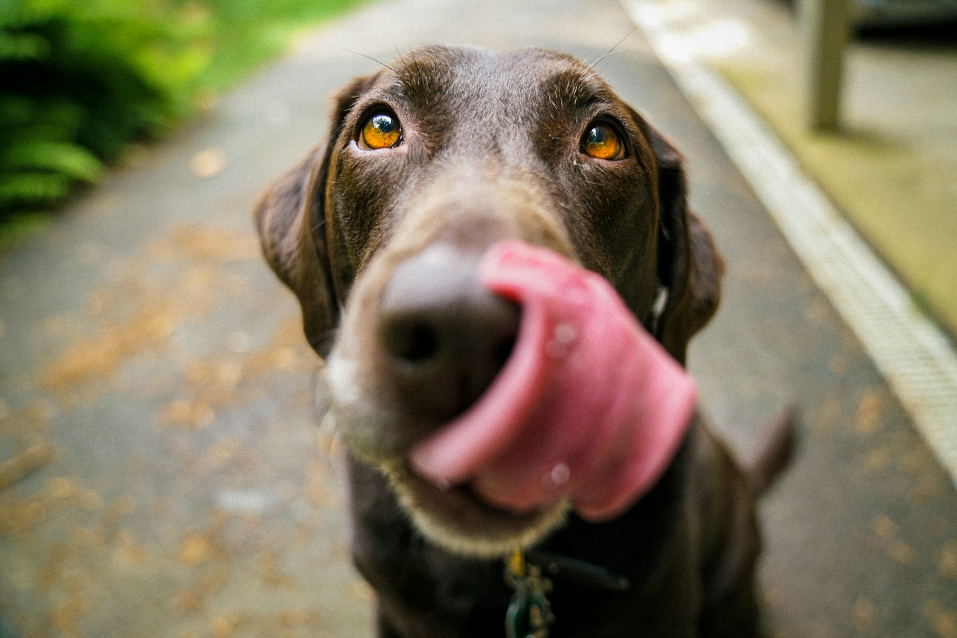 Best Dog Training Pouches