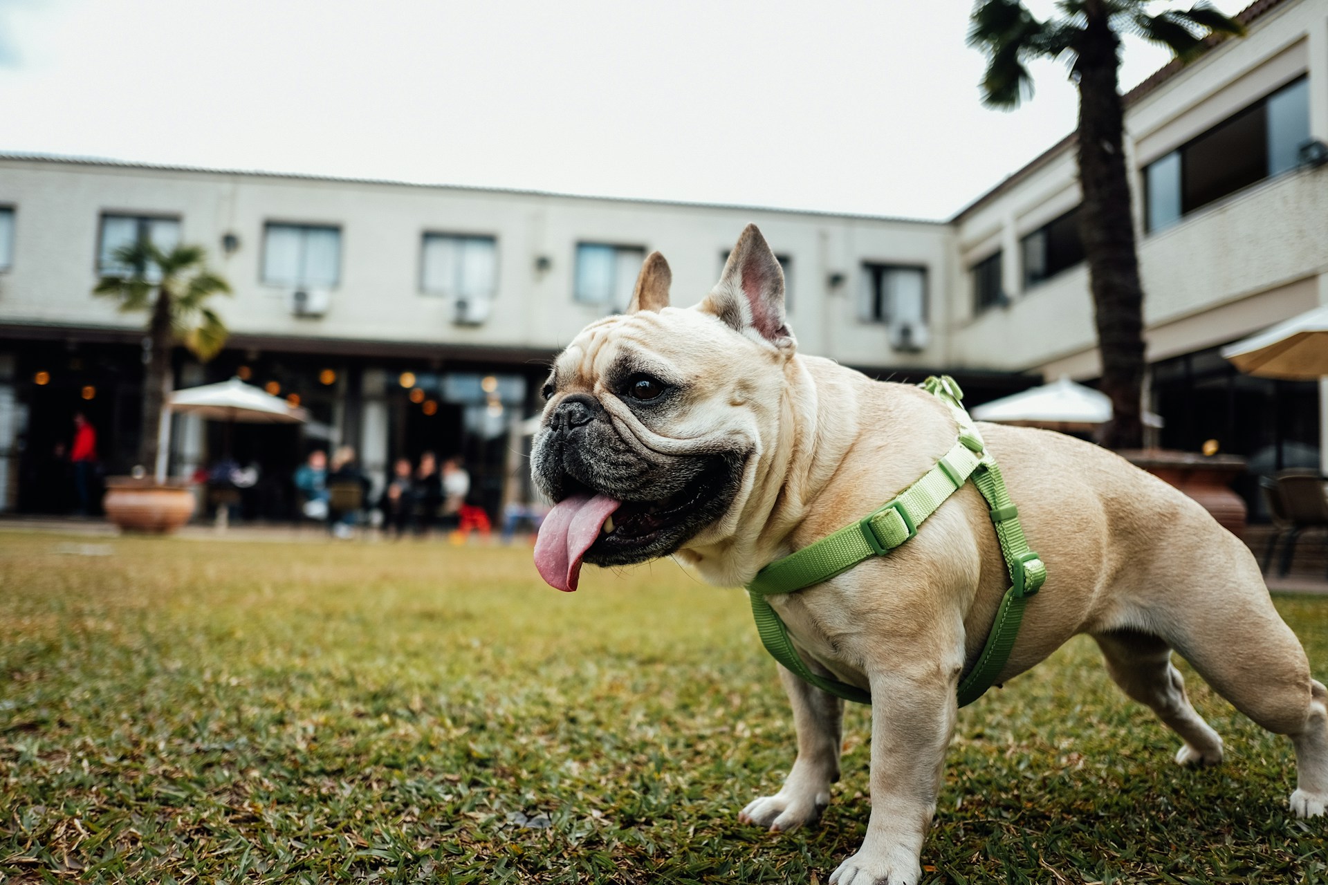 Best Reflective Dog Harnesses