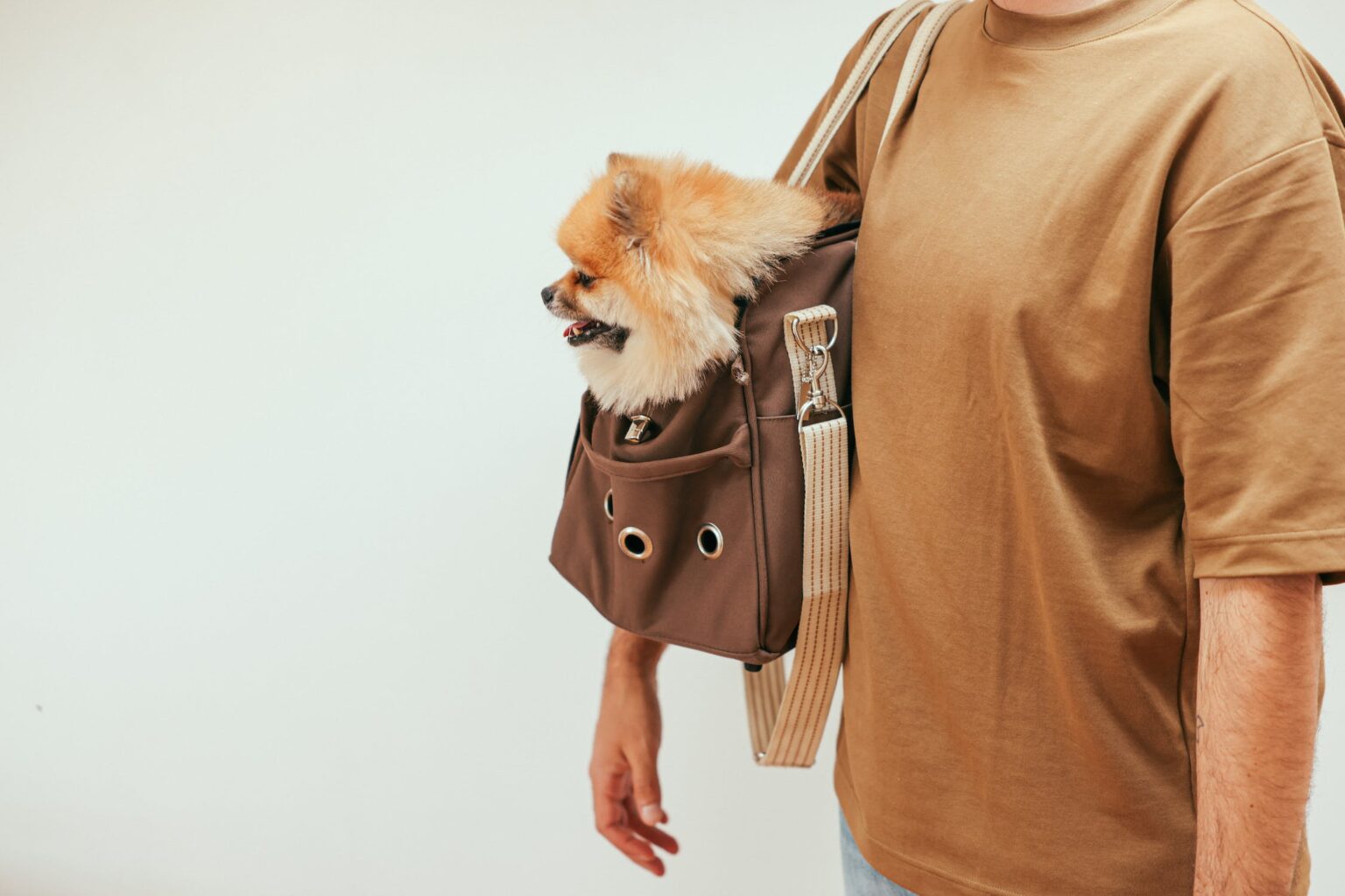 Top 5 Best Dog Slings in 2024 Guides by Bone Voyage Dog Rescue