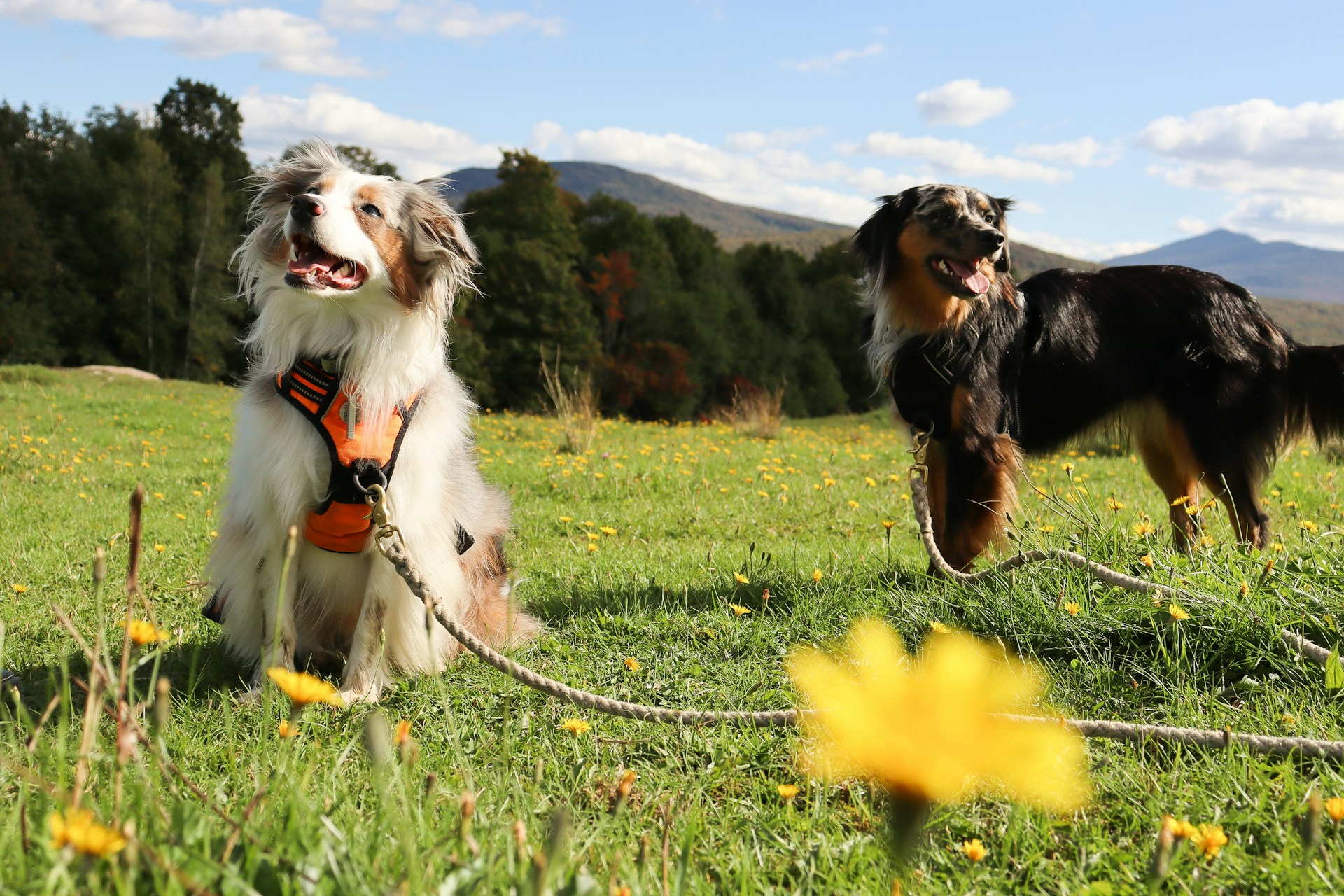 Best Dog Stain Remover