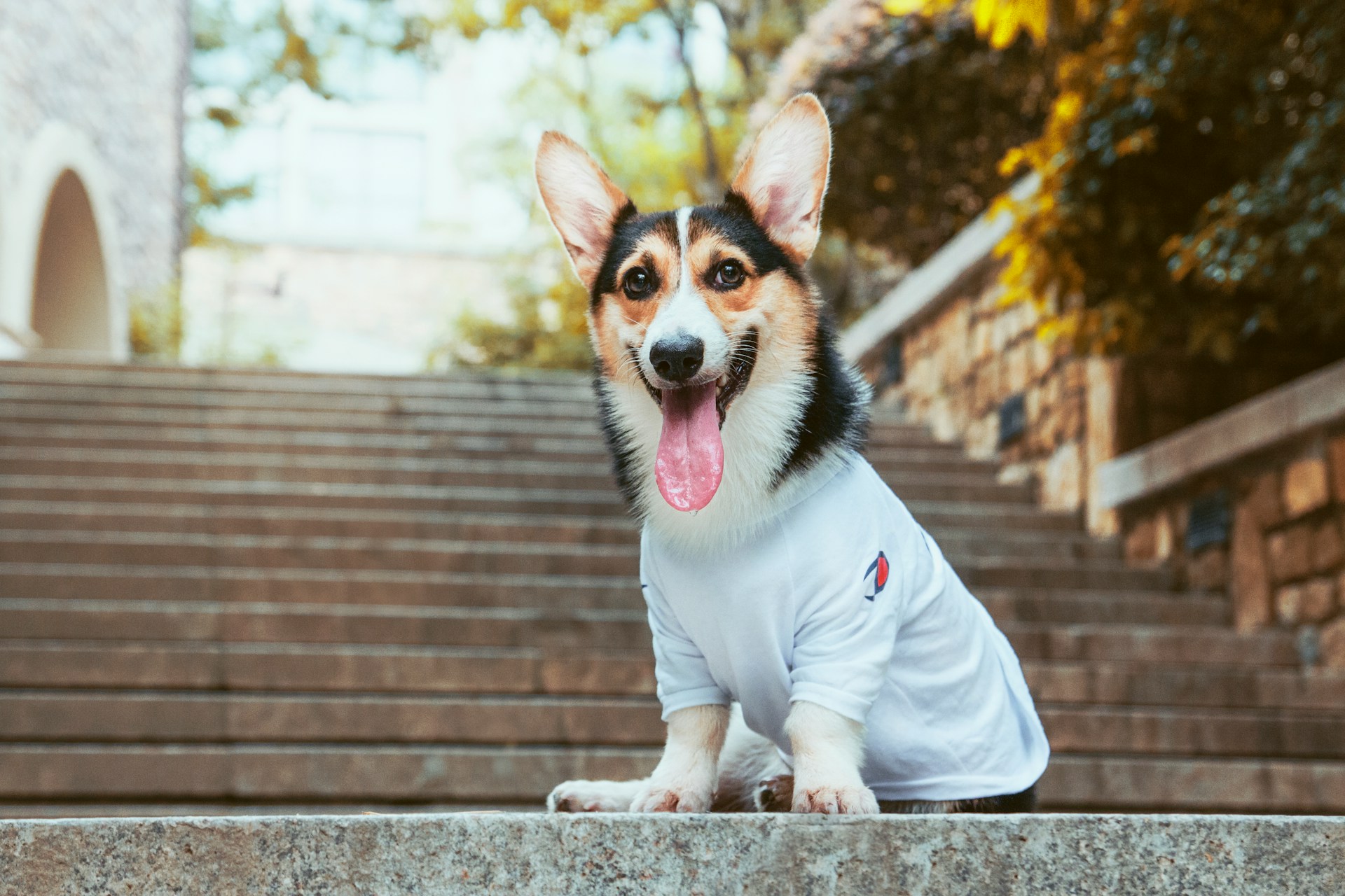 Best Dog Shirts