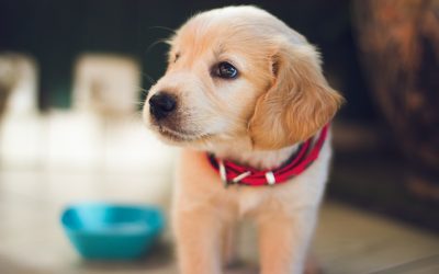 Unlocking the Secrets to Successful Doggie Adoption