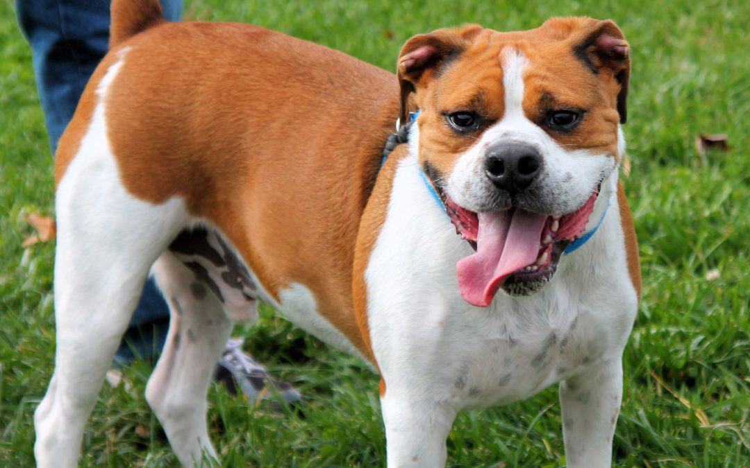 The Ultimate Guide to the Beagle Boxer Mix: Breed Info, Characteristics, and Puppy Facts