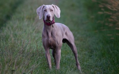 Find the Perfect Big Doggo to Love and Adore