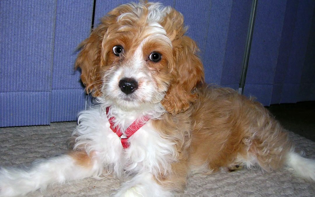 Unleashing the Love: Everything You Need to Know About the Cocker Spaniel-Poodle Mix