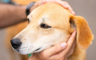 Strays: Understanding the Challenge of Their Lives and How You Can Help