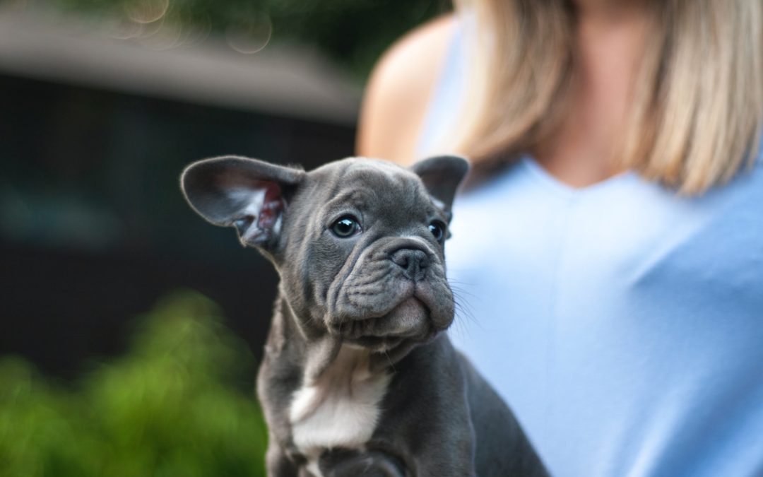 Mini English Bulldogs 101 – A Comprehensive Guide for Prospective Owners