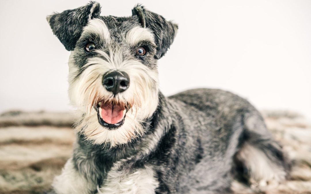 The Ultimate guide to Miniature Schnauzers