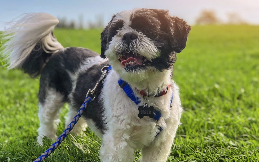 The Dominant Dog Collar: Control Your Dominant Dog