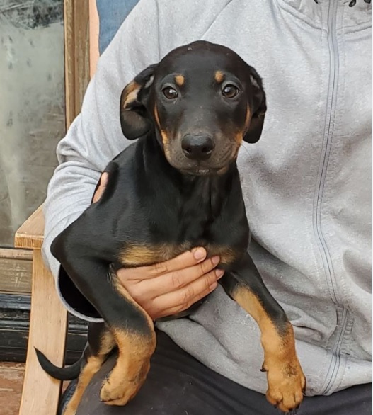 Vizsla Doberman Mix: Uniting Grace and Strength in One Extraordinary Breed