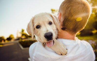 Dogs For Sale In North Miami Beach