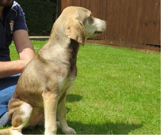 Discover the Vizsla Husky Mix: A Stunning Crossbreed with Unique Qualities